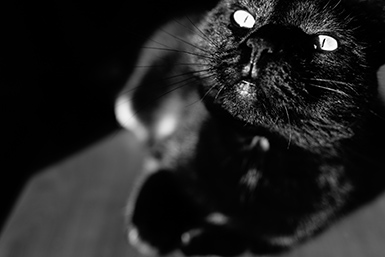 Black Cat on Halloween